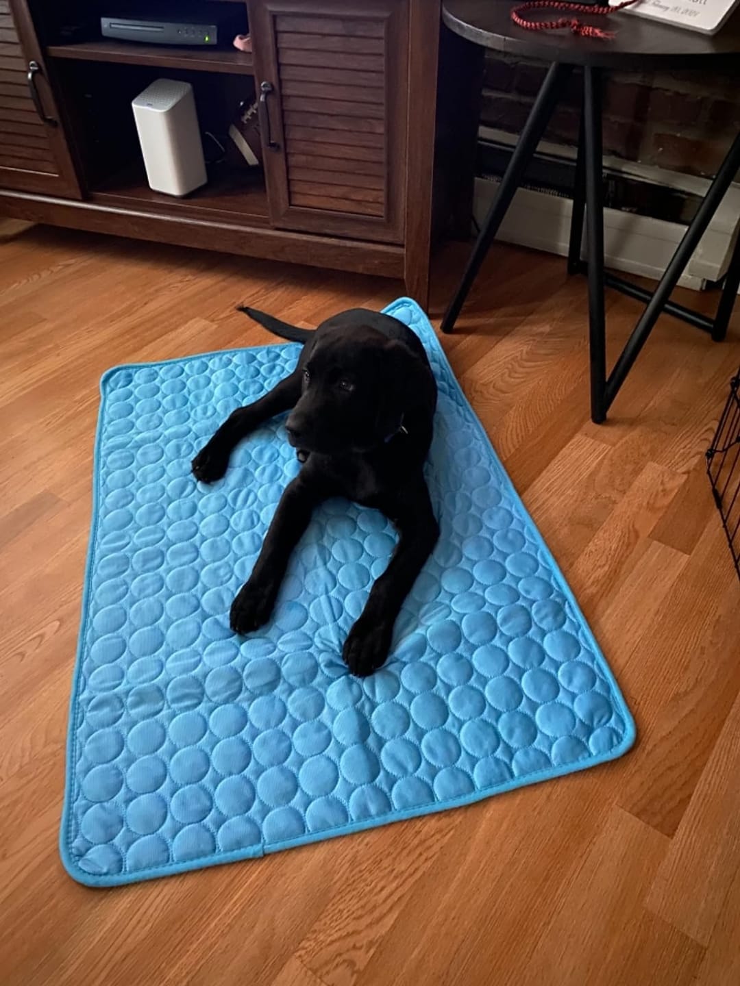 CoolingMat - Die selbstkühlende Hundematte